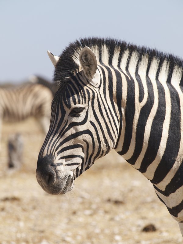 Etosha National Park, Zebra